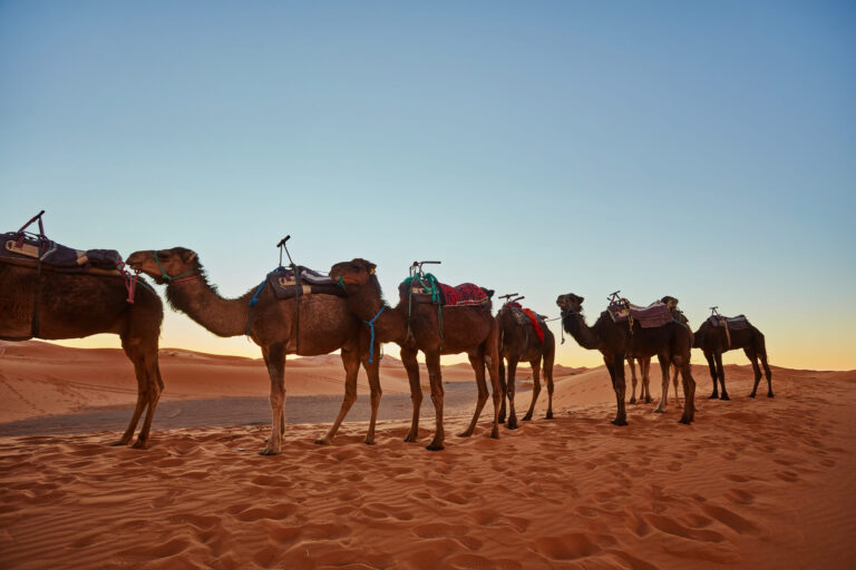 morocco vacation