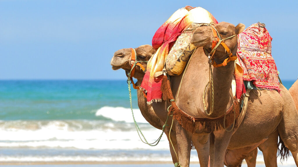 Best Morocco Tours 2025