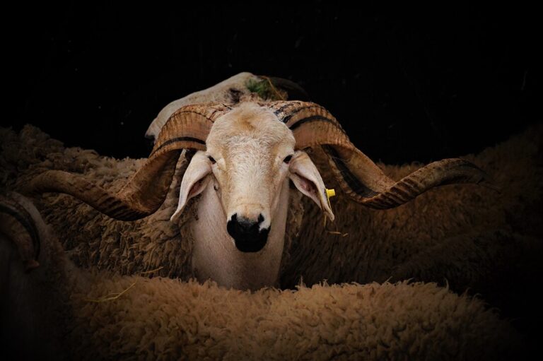 Eid Al Adha (Eid Al Kabir) in Morocco – The Festival of the Sacrificev
