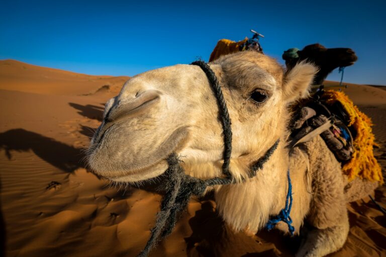 Ride a Camel in Morocco – An Authentic Desert Adventure