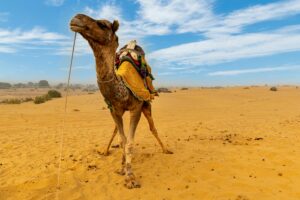 Morocco Animals – Discover the Wildlife of the Kingdom