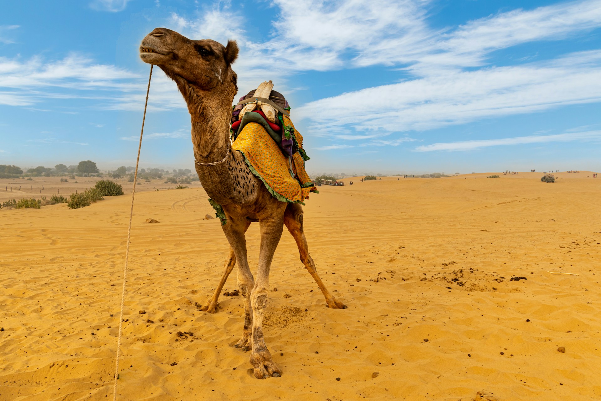Morocco Animals – Discover the Wildlife of the Kingdom